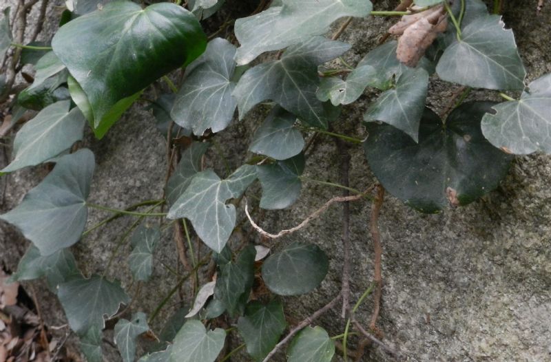 Hedera helix ?   S !